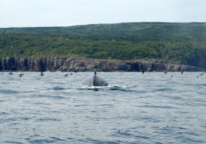 bultrug walvis (Humpback whale) | Bay Bulls